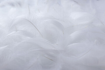 Fluffy White Feathers Wooly Pattern Texture Background