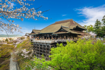 Kiyomizu dera stage with cherry blossom in Mount Otowa in Kyoto, japan
