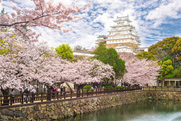Himeji Castle with beautiful cherry blossom in himeji, Hyogo, japan - 767585378