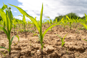 Cornfield with young plants on a sunny day in spring