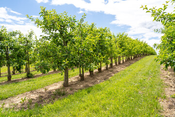 Fototapeta na wymiar Plantation with apple trees in spring