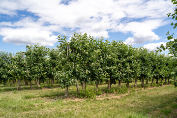 Fototapeta na wymiar Plantation with apple trees in spring