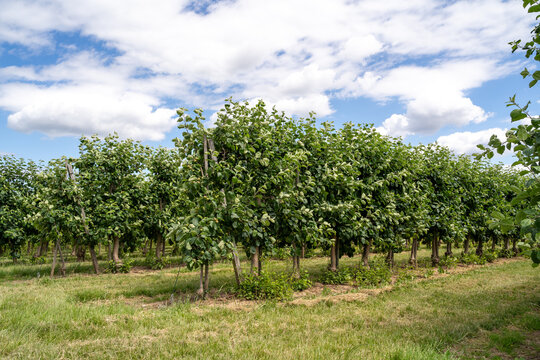 Plantation with apple trees in spring