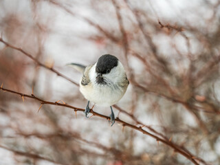Cute bird the willow tit, song bird sitting on a branch without leaves in the winter.