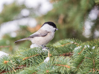 Cute bird the willow tit, song bird sitting on the fir branch