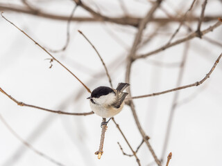 Cute bird the willow tit, song bird sitting on a branch without leaves in the winter.