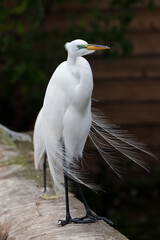 Close up shot of Great white Egret on the fence.