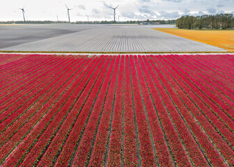 Aerial view of red Tulip fields in the Netherlands.