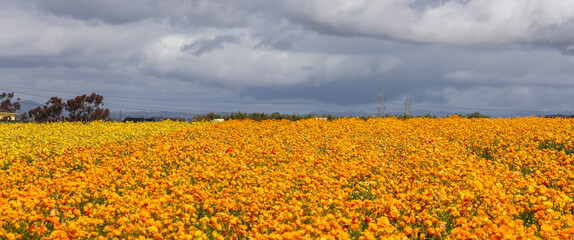 Colorful flower field at Carlsbad, California with stormy sky.