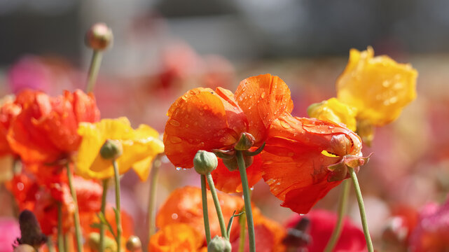 Giant Tecolote ranunculus flower at Carlsbad flower field, California.