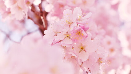 桜　cherry blossam