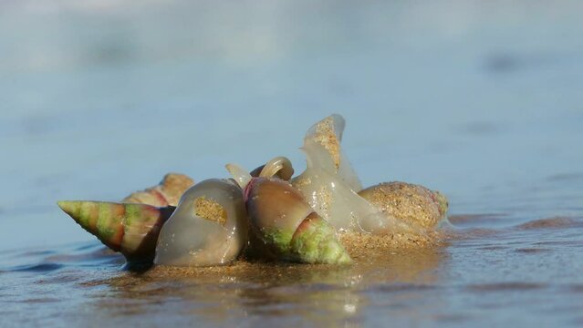 Plough snails (Bulliua digitalis), a species of sea snail, feeding on the beach, South Africa 
