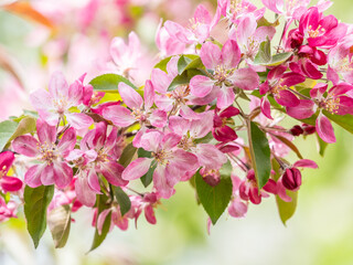 Fresh pink flowers of a blossoming apple tree with blured background