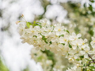 White blossoming apple trees in the sunset light. Spring season, spring colors.