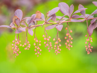 Bush of barberry in the spring with dark red leaves and small flowers. Branches of bushes with...