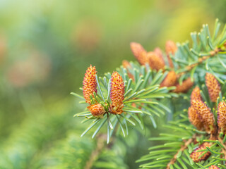 Closeup of fir branches with young buds. Spring nature concept. Fir branches with fresh shoots