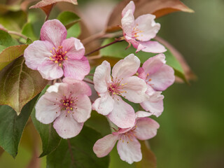 Fresh pink flowers of a blossoming apple tree with blured background