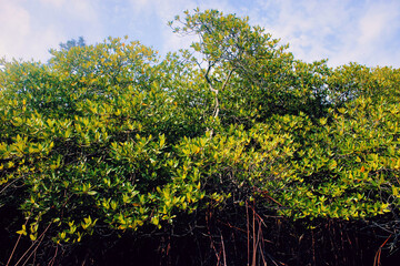 Mangrove trees 