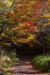 日本の風景　秋の長野　紅葉見頃の横谷渓谷（横谷峡）