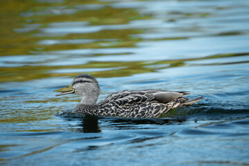 pájaro Xochimilco, México