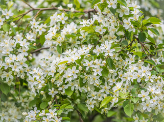 White blossoming apple trees in the sunset light. Spring season, spring colors.