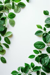 Green Leaves on a White Background
