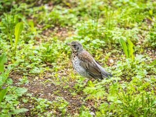 Wood bird Fieldfare, Turdus pilaris, on a sprng lawn.