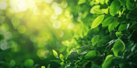 A lush green tree with leaves that are full and vibrant. The leaves are green and the sunlight is shining on them, creating a bright and cheerful atmosphere