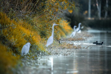 pájaro Xochimilco, México