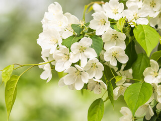 White blossoming apple trees in the sunset light. Spring season, spring colors.