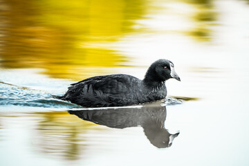 pájaro Xochimilco, México