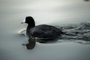 pájaro Xochimilco, México