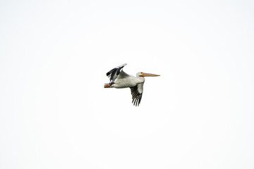 pájaro Xochimilco, México