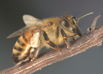 Hairy Bee on Branch