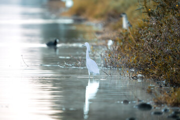 pájaro Xochimilco, México