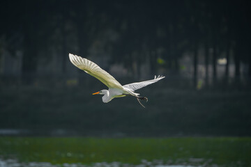 pájaro Xochimilco, México