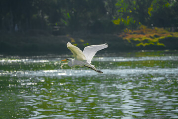 pájaro Xochimilco, México