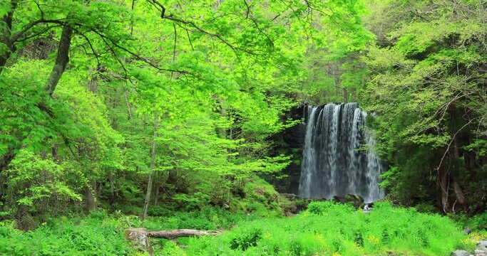 新緑と唐沢の滝　長野県上田市
