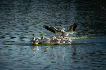 pájaro Xochimilco, México