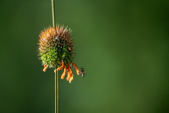 abeja en flor