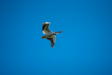 pájaro Xochimilco, México