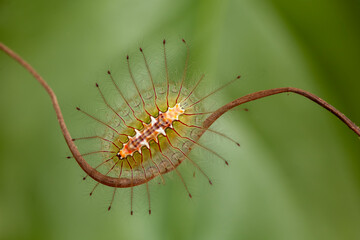 Unique Hairy Caterpillar in Nature