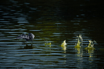 pájaro Xochimilco, México