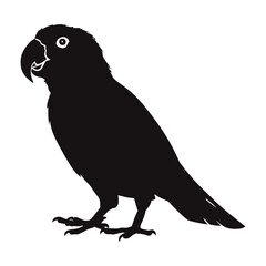 Fototapeta premium Eclectus Parrot Silhouette