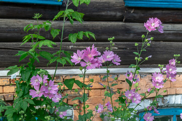 Pink flowers on the background of an old log house. The first floor of the house is made of brick. The front garden of an old dilapidated building.