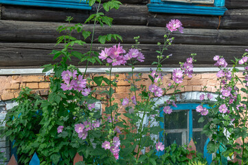 Fototapeta na wymiar Pink flowers on the background of an old log house. The first floor of the house is made of brick. The front garden of an old dilapidated building.