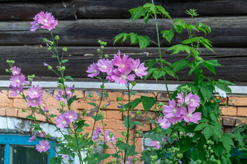 Pink flowers on the background of an old log house. The first floor of the house is made of brick. The front garden of an old dilapidated building.
