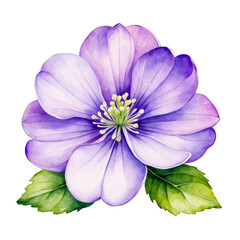One hepatica flower watercolor illustration, purple flower with leaves, clipart, decorative element for scrapbook, journal, wedding, celebration, thankyou cards, bouquet, cutout on white background - obrazy, fototapety, plakaty