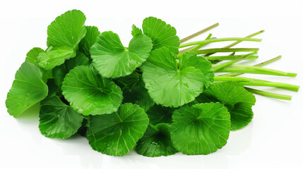 Gotu kola isolated on a white background