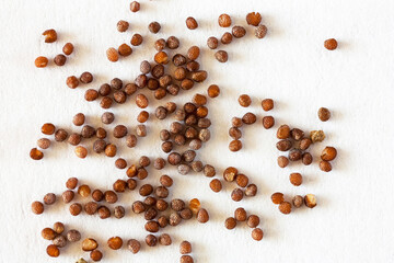 Close-up of dry petunia flower seeds before sowing the seeds for seedlings. Concept of growing garden flowers. White paper background. Spring gardening. Macro, flat lay, top view